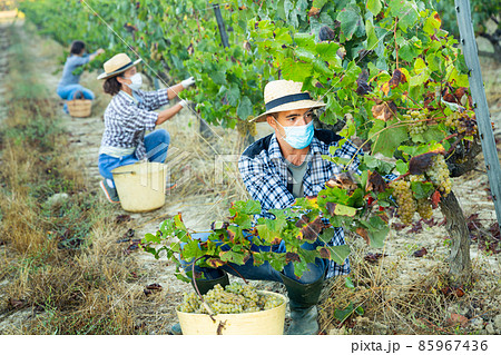 Farm worker in medical mask harvesting grapes in vineyard 85967436