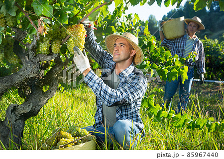 Male farmer harvesting ripe white grapes in vineyard Male farmer harvesting ripe white grapes in vineyard 85967440