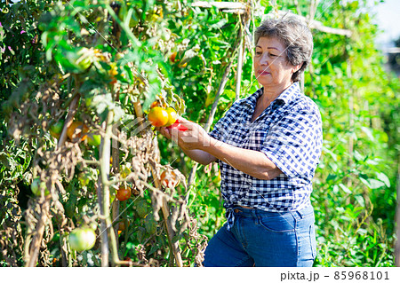 Positive retired woman picking tomatoes in homestead 85968101