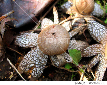 ツチグリ 85968252