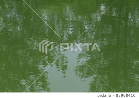 池に移る緑 85968410