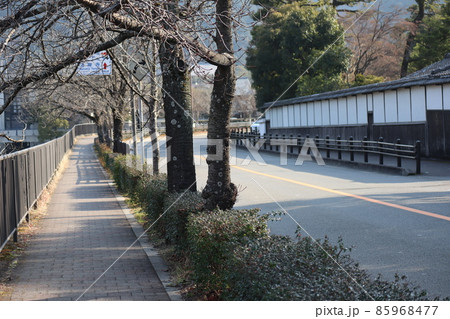 冬枯れの桜並木のある石畳の歩道と2車線の車道と白壁の塀と緑の樹々と京都の観光地らしい風景 冬枯れの桜並木のある石畳の歩道と2車線の車道と白壁の塀と緑の樹々と京都の観光地らしい風景 85968477