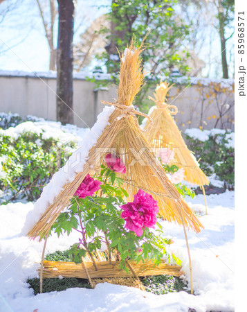 上野東照宮の冬ぼたん(雪あり) 上野東照宮の冬ぼたん(雪あり) 85968571