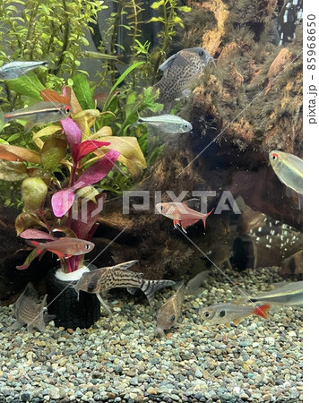 アクアリウム　熱帯魚　テトラ　コリドラス 85968650