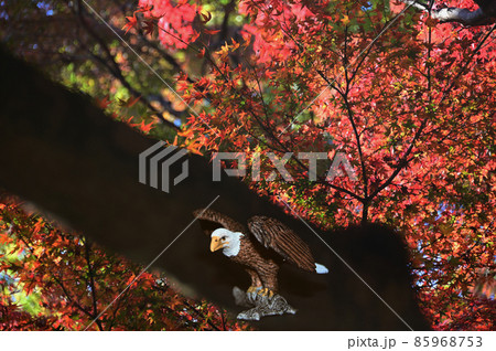 鷹と紅葉 85968753