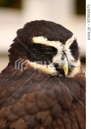 眠たそうな目で周りを見るメガネフクロウ 眠たそうな目で周りを見るメガネフクロウ 85968875