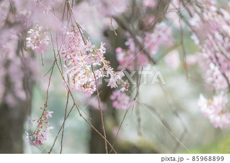 枝垂れ桜 85968899