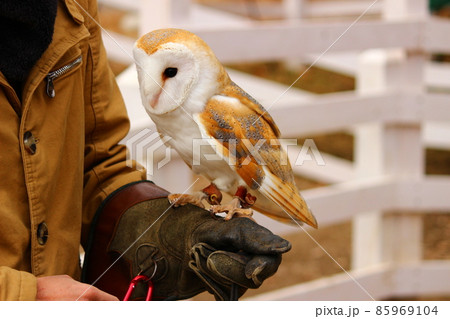 腕に乗ったメンフクロウ 85969104