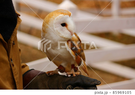 腕の上でなにかを見つめるメンフクロウ 85969105
