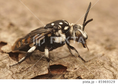 Closeup on the black and white cuckoo bee, Thyreus orbatus from France 85969329
