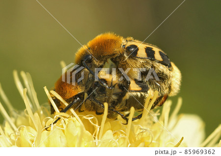 Closeup on a copualtion of the bee beetle, Trichius zonatus 85969362