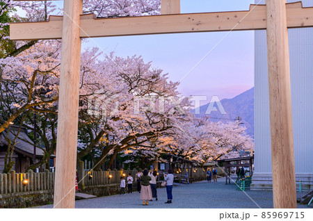 阿蘇神社の夜桜「ライトアップ風景」創立が紀元前と伝えられる由緒ある神社(観光スポット) 85969715