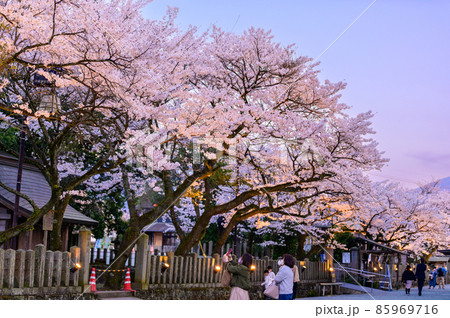 阿蘇神社の夜桜「ライトアップ風景」創立が紀元前と伝えられる由緒ある神社(観光スポット) 85969716