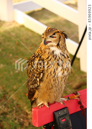 鳴いているベンガルワシミミズク 85969923