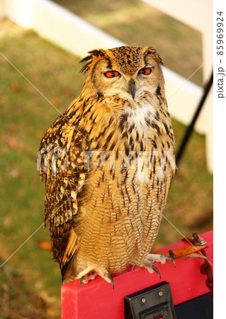 フクロウのように見えるワシミミズク 85969924