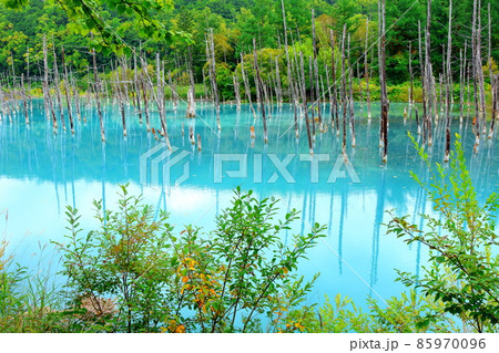 北海道紀行 青い池 白金 北海道紀行 青い池 白金 85970096