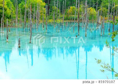 北海道紀行 青い池 白金 北海道紀行 青い池 白金 85970107