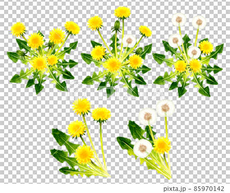 Watercolor Dandelion Floral Clipart. Hand Painted Yellow Spring Flowers PNG  Clip Art. 