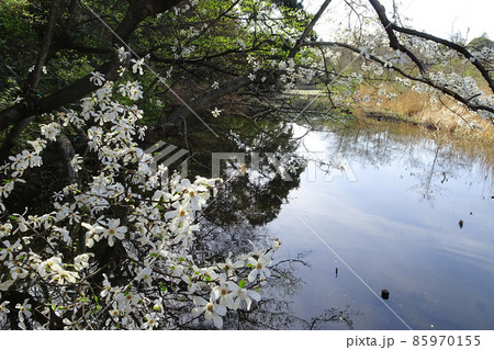 三宝寺池に咲くコブシの花／【石神井公園】東京都練馬区 85970155