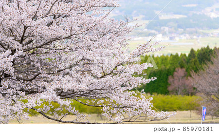 南阿蘇アスペクタの桜風景「桜並木と観光客・行楽風景」背景は阿蘇五岳風景 南阿蘇アスペクタの桜風景「桜並木と観光客・行楽風景」背景は阿蘇五岳風景 85970181