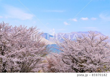 南阿蘇アスペクタの桜風景「桜並木と観光客・行楽風景」背景は阿蘇五岳風景 85970182