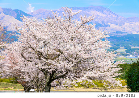 南阿蘇アスペクタの桜風景「桜並木と観光客・行楽風景」背景は阿蘇五岳風景 南阿蘇アスペクタの桜風景「桜並木と観光客・行楽風景」背景は阿蘇五岳風景 85970183