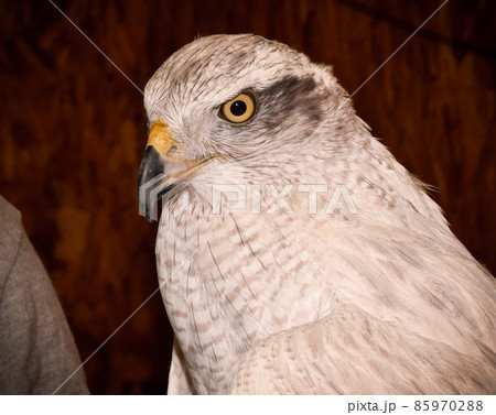 シロオオタカのアップ 85970288