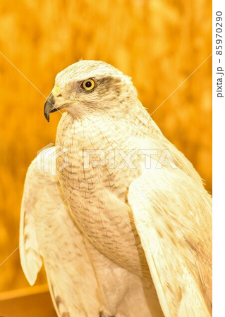 シロオオタカ 85970290