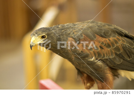 ハリスホーク 85970291