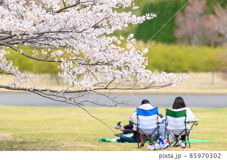南阿蘇アスペクタの桜風景「桜並木と観光客・行楽風景」 南阿蘇アスペクタの桜風景「桜並木と観光客・行楽風景」 85970302
