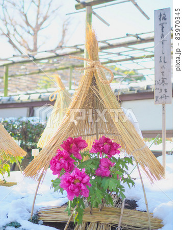 上野東照宮の冬ぼたん(雪あり) 上野東照宮の冬ぼたん(雪あり) 85970345