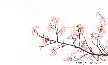 南阿蘇アスペクタの桜風景「桜のクローズアップ」 南阿蘇アスペクタの桜風景「桜のクローズアップ」 85970432