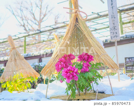 上野東照宮の冬ぼたん（雪あり） 85970473