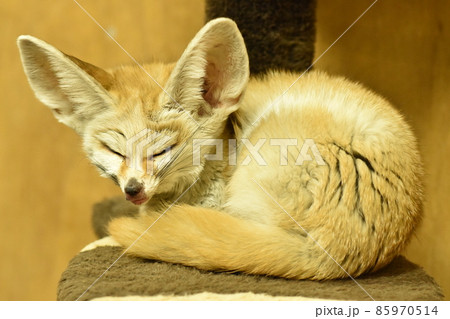眠たそうなフェネック 85970514