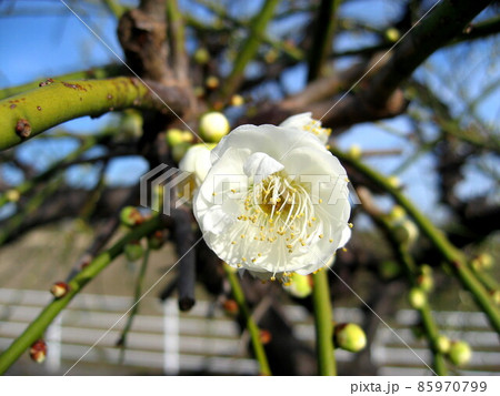 梅の花 梅の花 85970799
