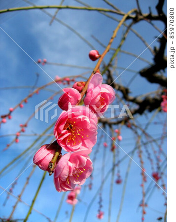 枝垂れ梅 85970800