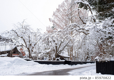 冬 武家屋敷の巨樹 角館 冬 武家屋敷の巨樹 角館 85970822