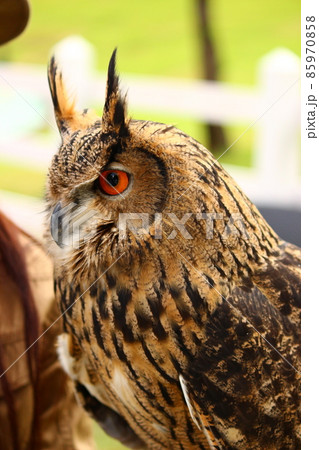 ユーラシアワシミミズクの横顔 85970858