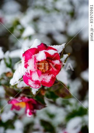 冠雪した山茶花 85970981