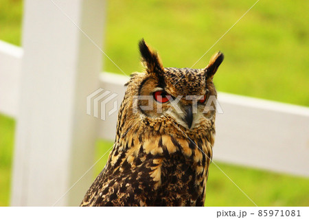 ベンガルワシミミズク 85971081