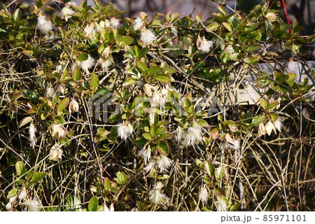 クレマチスの花後の綿毛 クレマチスの花後の綿毛 85971101