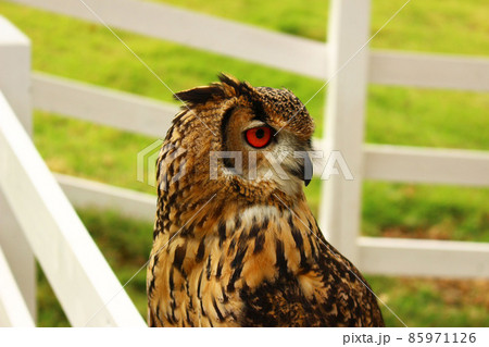 呼ばれて振り向くベンガルワシミミズク 85971126