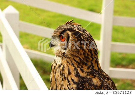 少し首を伸ばして何かを見るベンガルワシミミズク 85971128