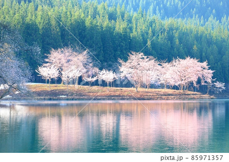 中子池の桜 中子池の桜 85971357