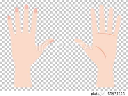 Female left palm and back of hand 85971613