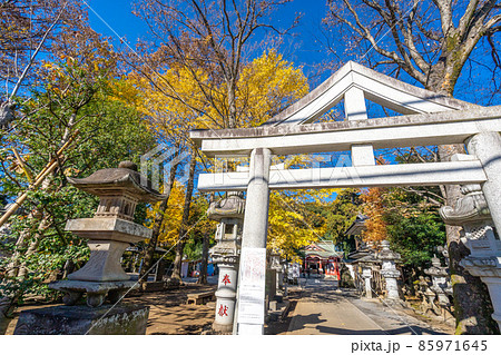 日枝神社　清瀬市　鳥居　紅葉 85971645