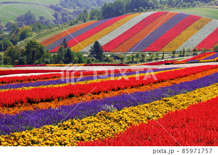 北海道紀行　　四季彩の丘 85971757