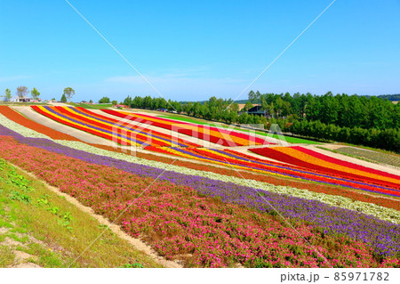 北海道紀行　　四季彩の丘 85971782