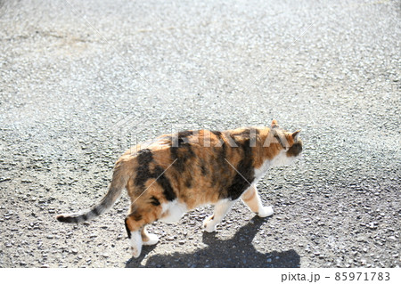 三毛猫（12歳） 85971783