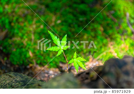 イロハモミジの幼木 85971929